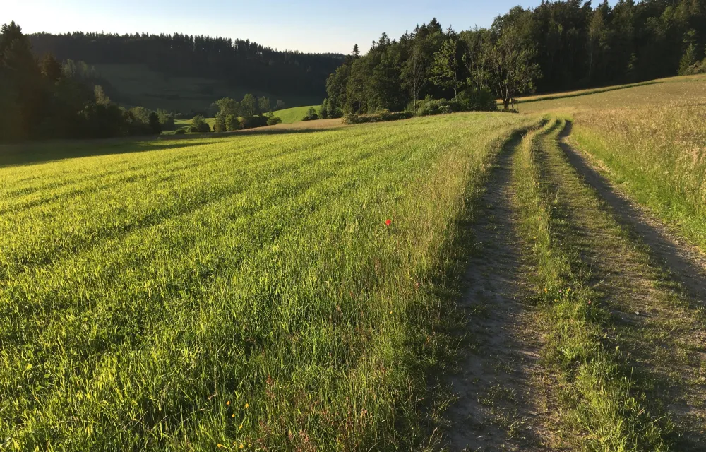 Weg (Foto: Ernst Kolb) Weg (Foto: Ernst Kolb)