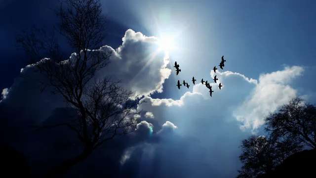 Meine Bilder (Foto: Pixabay) Meine Bilder — Vogelflug (Foto: Pixabay)