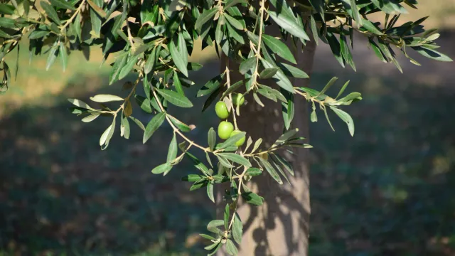 Olivenbaum (Foto: pixabay) Olivenbaum (Foto: pixabay)