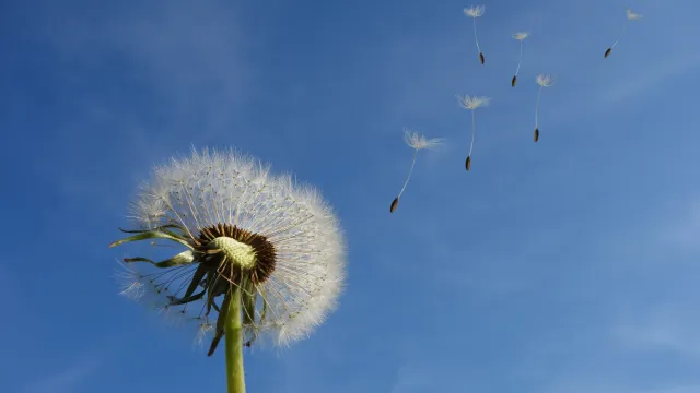 Pusteblume (Foto: Pixabay) Pusteblume (Foto: Pixabay)