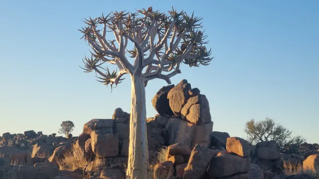 BAum 1 (Foto: Beatrice Spörri) BAum 1 (Foto: Beatrice Spörri)