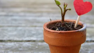 plant-pot-2756428_1920_Silviarita_pixabay (Foto: Silvia Rita Pixabay) plant-pot-2756428_1920_Silviarita_pixabay (Foto: Silvia Rita Pixabay)