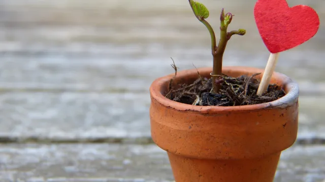 plant-pot-2756428_1920_Silviarita_pixabay (Foto: Silvia Rita Pixabay) plant-pot-2756428_1920_Silviarita_pixabay (Foto: Silvia Rita Pixabay)