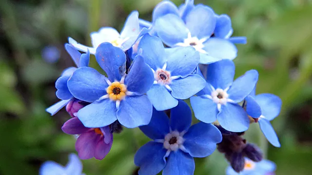 Vergissmeinnicht (Foto: Pixabay) Vergissmeinnicht (Foto: Pixabay)