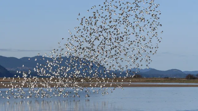 Vogelschwarn (Foto: Pixabay) Vogelschwarn (Foto: Pixabay)