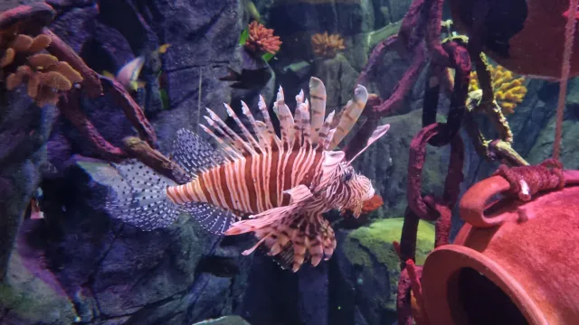 Fisch Sealife 24 (Foto: Beatrice Spörri) Fisch Sealife 24 (Foto: Beatrice Spörri)