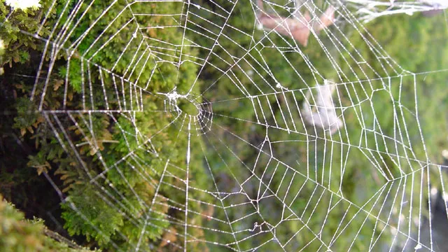 Spinnennetz (Foto: Kirchenweb Bilder)