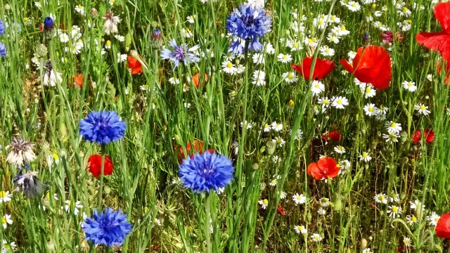 Blumenwiese (Foto: Karin Barz) Blumenwiese (Foto: Karin Barz)