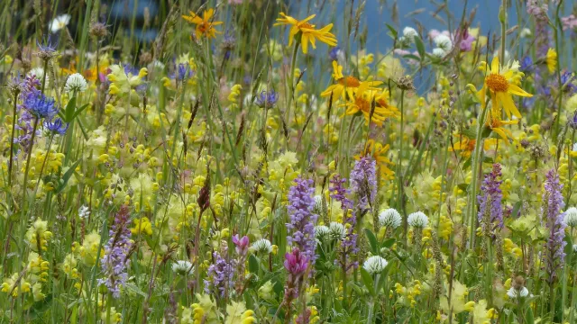 flower-meadow-1977395_1920_hazi54Pixabay (Foto: Pixabay) flower-meadow-1977395_1920_hazi54Pixabay (Foto: Pixabay)