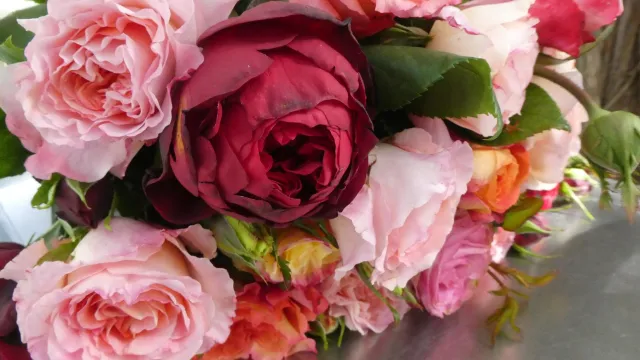 Rosen (Foto: Christine Wyttenbach) Rosen (Foto: Christine Wyttenbach)