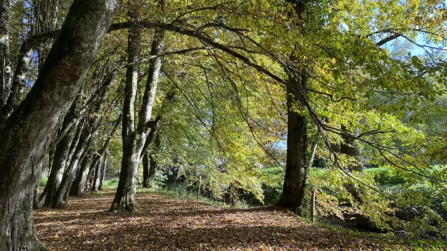 Herbstimpression (Foto: Pascale Rondez) Herbstimpression (Foto: Pascale Rondez)