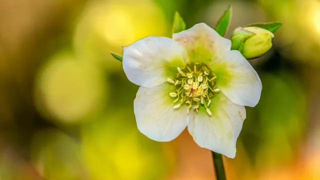 Christrose (Foto: Pixabay) Christrose (Foto: Pixabay)