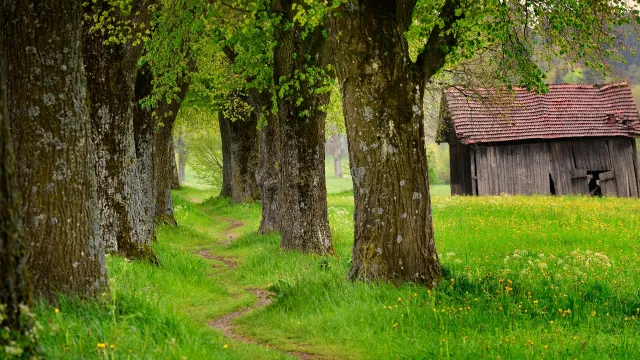 the-summer-linden-5870931_1920_silvia_Pixabay (Foto: Pixabay) the-summer-linden-5870931_1920_silvia_Pixabay (Foto: Pixabay)