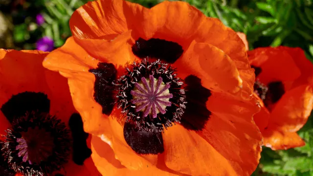 feuriger Mohn (Foto: Sabine Stückelberger) feuriger Mohn (Foto: Sabine Stückelberger)