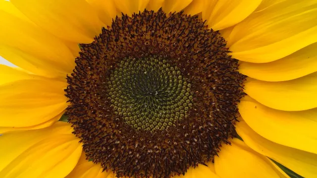 sonnenblumig (Foto: Sabine Stückelberger) sonnenblumig (Foto: Sabine Stückelberger)