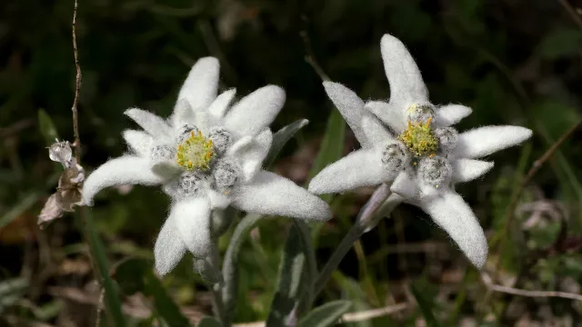 Edelweiss (Foto: Matthias Rüsch) Edelweiss (Foto: Matthias Rüsch)