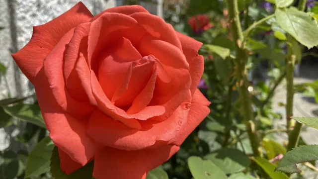 Blütenfülle und Dornen (Foto: Pascale Rondez) Blütenfülle und Dornen (Foto: Pascale Rondez)