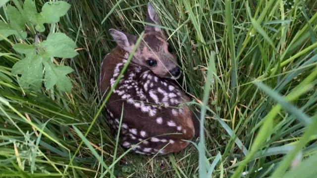 Rehkitz 1 (Foto: Ernst Hauser) Rehkitz 1 (Foto: Ernst Hauser)