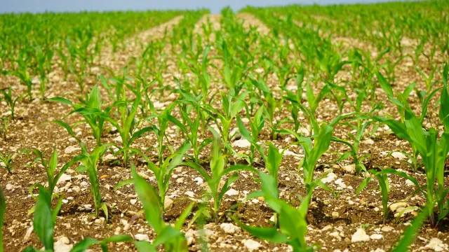 hans-cornfield-1365883 (Foto: Pixabay HAns) hans-cornfield-1365883 (Foto: Pixabay HAns)